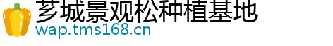 芗城景观松种植基地